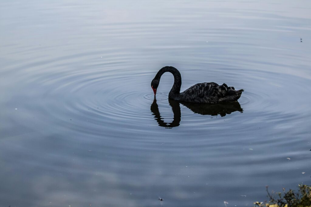 Black swan in the philosophy of science